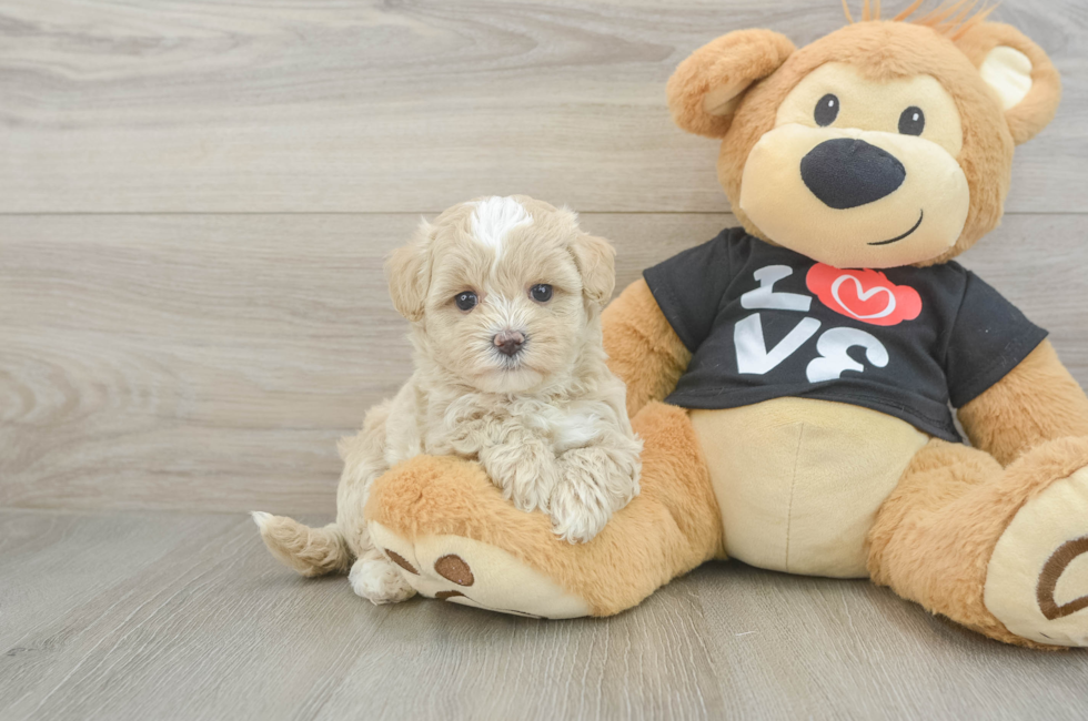 6 week old Maltipoo Puppy For Sale - Seaside Pups