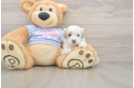 Petite Maltipoo Poodle Mix Pup