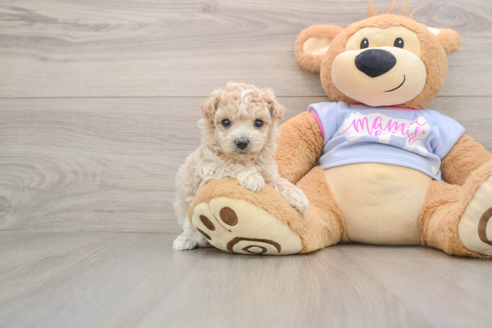 Smart Maltipoo Poodle Mix Pup