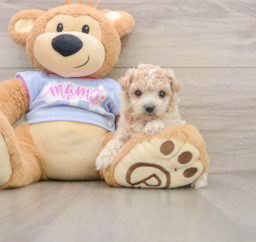 7 week old Maltipoo Puppy For Sale - Seaside Pups