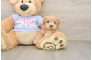 Popular Maltipoo Poodle Mix Pup