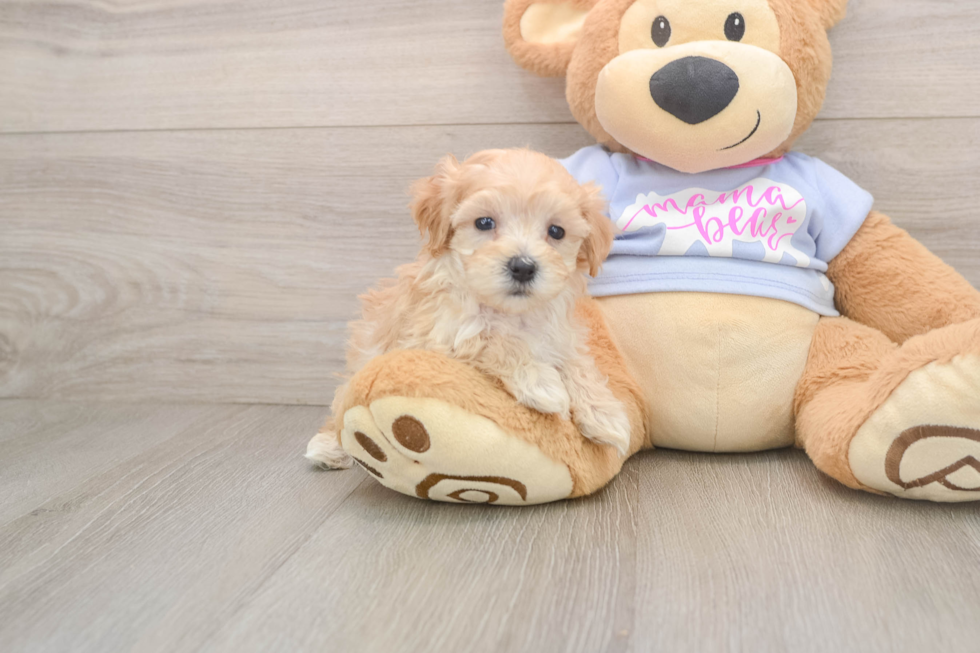 Little Maltepoo Poodle Mix Puppy