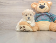 8 week old Maltipoo Puppy For Sale - Seaside Pups