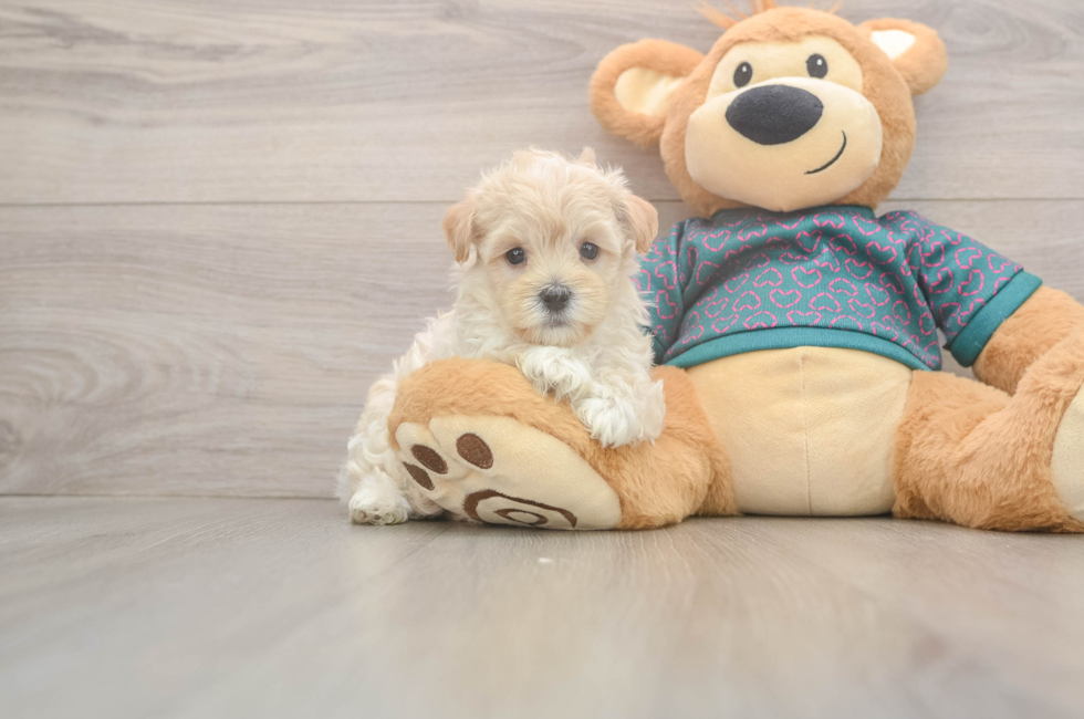 5 week old Maltipoo Puppy For Sale - Seaside Pups