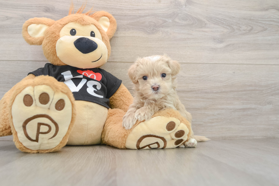 Maltipoo Pup Being Cute