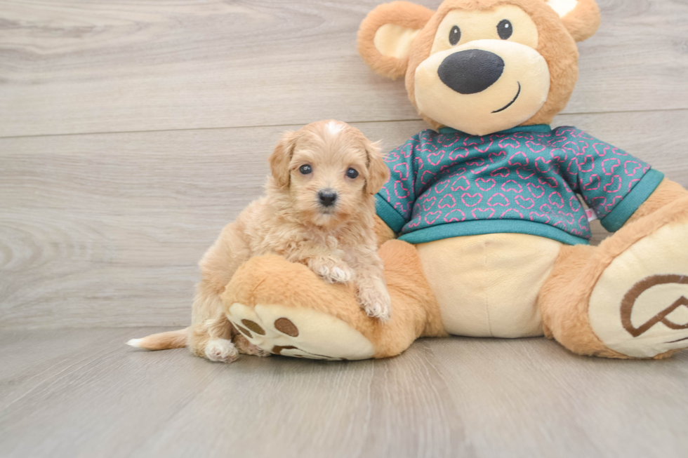 Best Maltipoo Baby