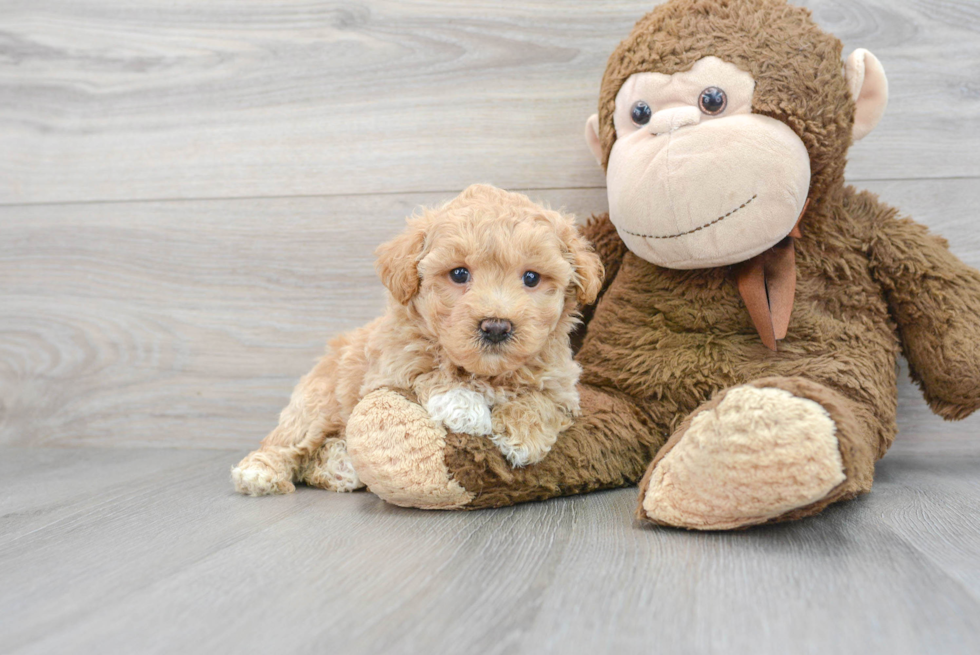 Funny Maltipoo Poodle Mix Pup