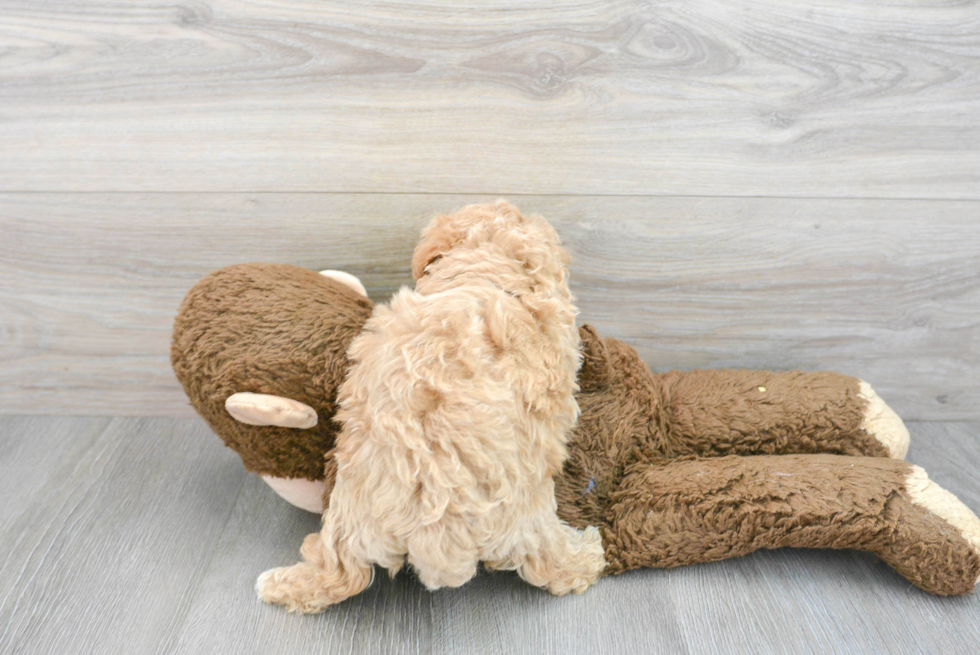 Playful Maltepoo Poodle Mix Puppy