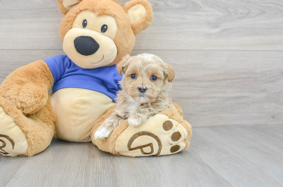 teddy bear maltipoo puppies