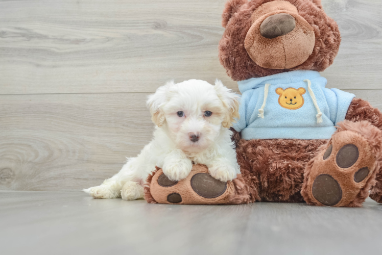 Popular Maltipoo Poodle Mix Pup