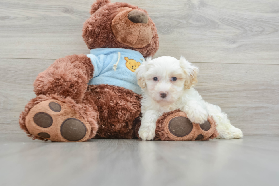 Maltipoo Puppy for Adoption