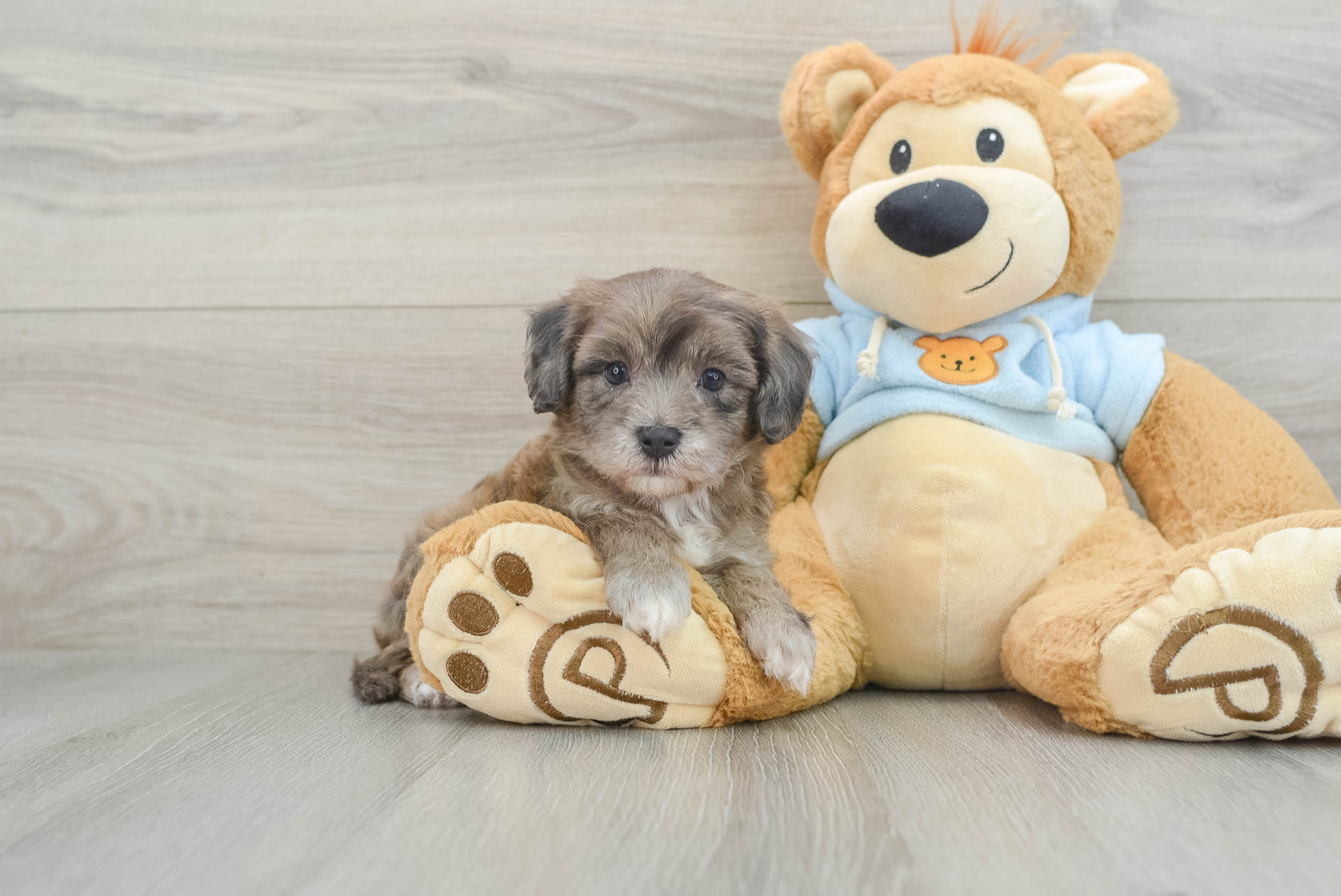 Maltipoo Pup Being Cute