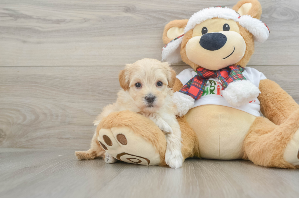 6 week old Maltipoo Puppy For Sale - Seaside Pups