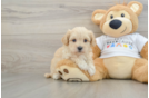 Sweet Maltipoo Baby