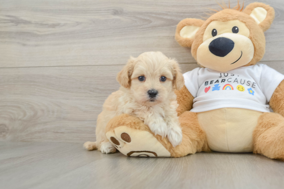 Sweet Maltipoo Baby