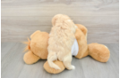 Petite Maltipoo Poodle Mix Pup