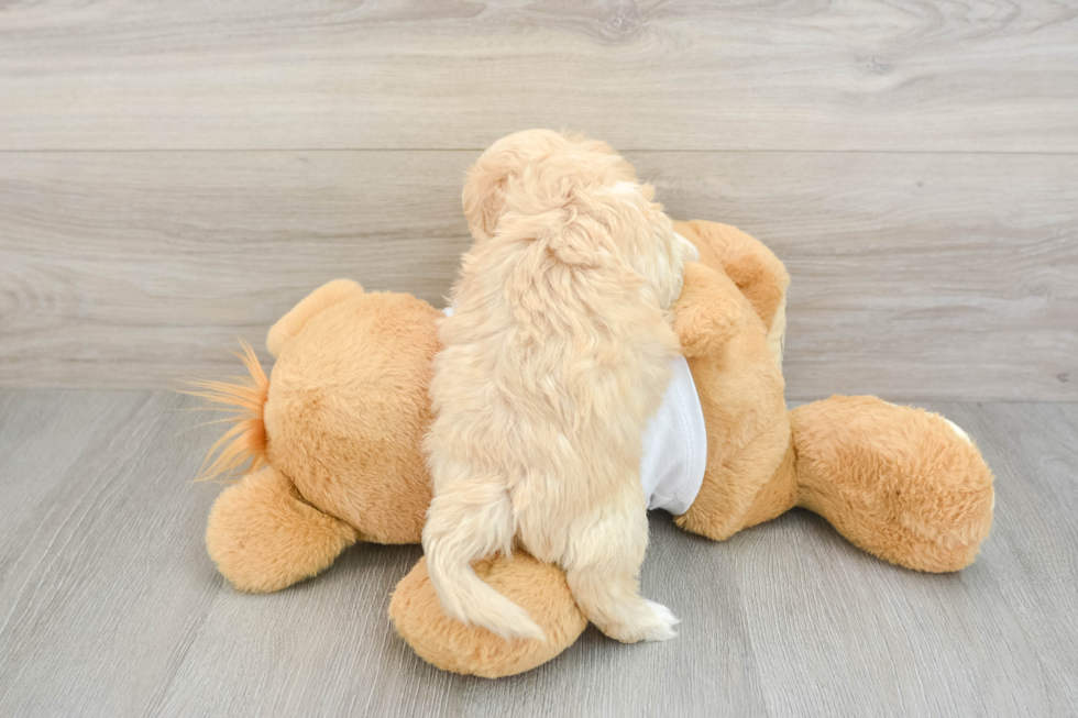 Petite Maltipoo Poodle Mix Pup