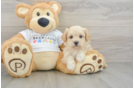 Popular Maltipoo Poodle Mix Pup