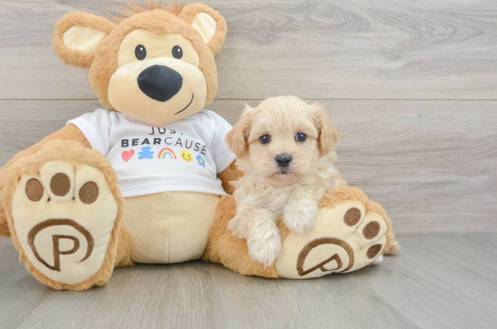 5 week old Maltipoo Puppy For Sale - Seaside Pups