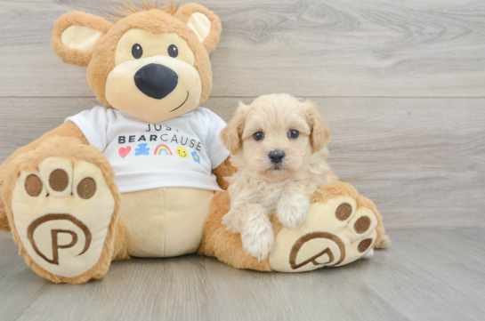 Popular Maltipoo Poodle Mix Pup