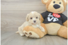 Funny Maltipoo Poodle Mix Pup