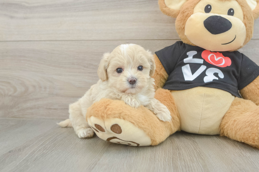 Funny Maltipoo Poodle Mix Pup