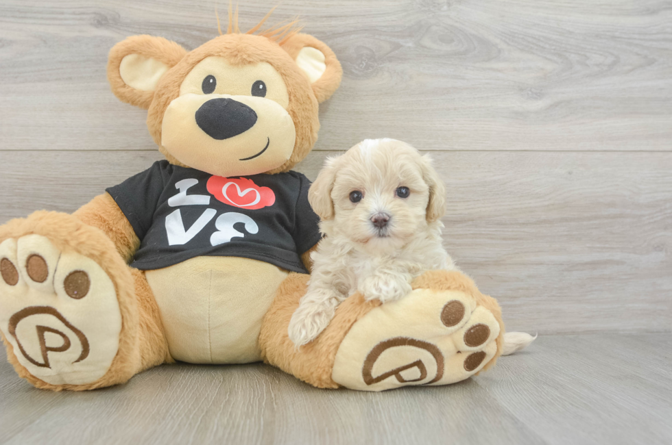 6 week old Maltipoo Puppy For Sale - Seaside Pups