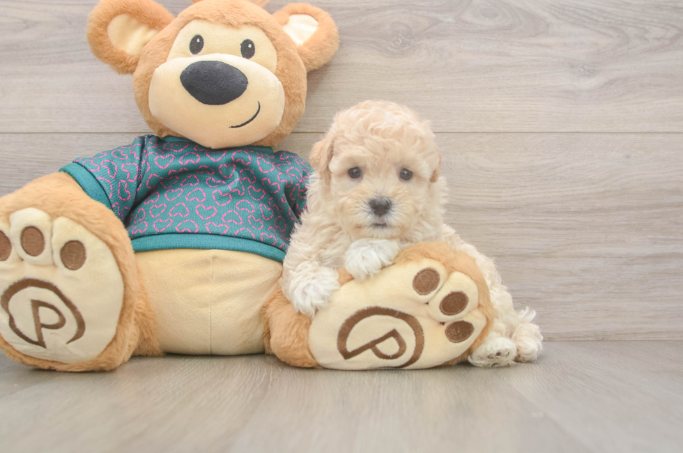 5 week old Maltipoo Puppy For Sale - Seaside Pups