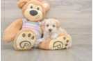 Hypoallergenic Maltepoo Poodle Mix Puppy