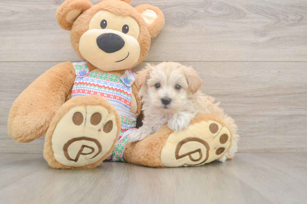 5 week old Maltipoo Puppy For Sale - Seaside Pups