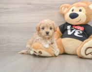 8 week old Maltipoo Puppy For Sale - Seaside Pups