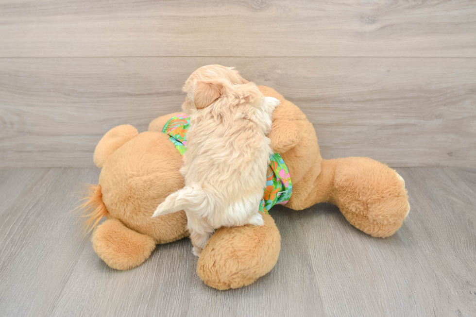 Energetic Maltidoodle Poodle Mix Puppy