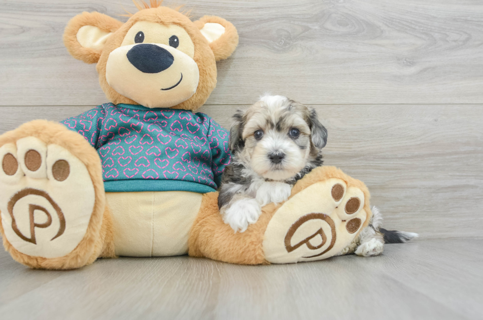 8 week old Maltipoo Puppy For Sale - Seaside Pups