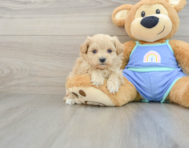 6 week old Maltipoo Puppy For Sale - Seaside Pups