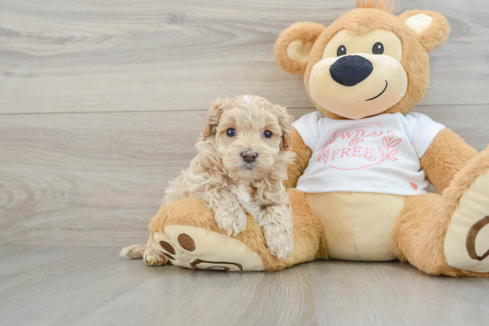 Maltipoo Pup Being Cute