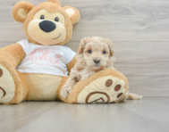 8 week old Maltipoo Puppy For Sale - Seaside Pups