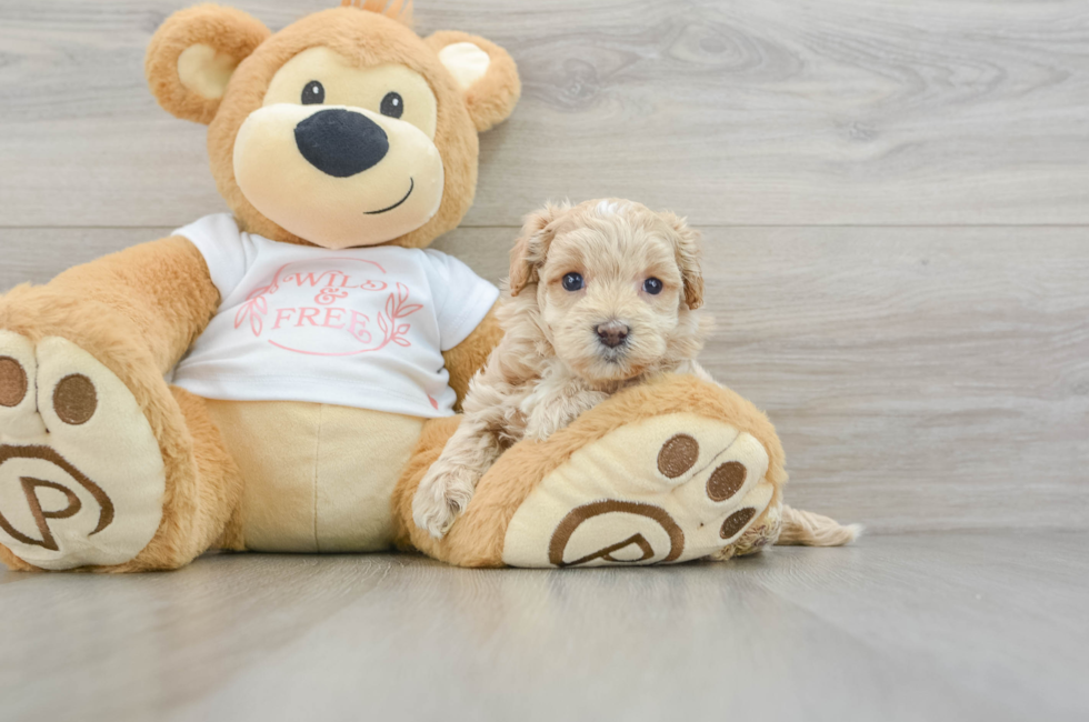 6 week old Maltipoo Puppy For Sale - Seaside Pups