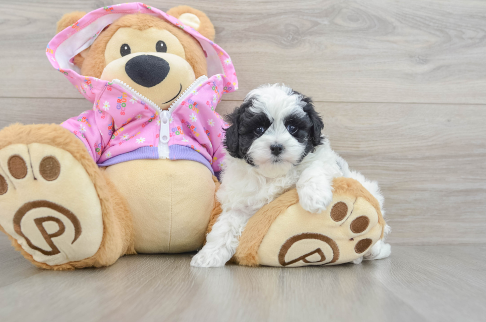 5 week old Maltipoo Puppy For Sale - Seaside Pups