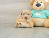 8 week old Maltipoo Puppy For Sale - Seaside Pups