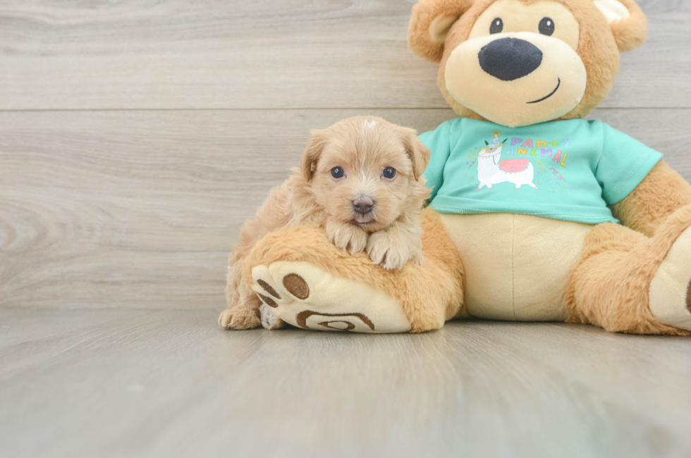 6 week old Maltipoo Puppy For Sale - Seaside Pups