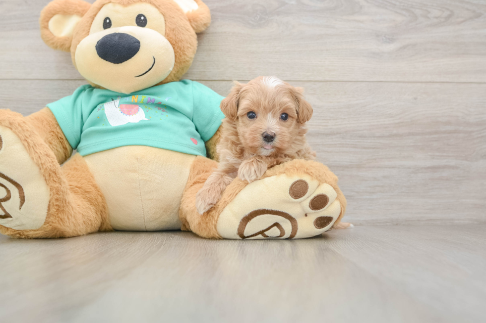 Best Maltipoo Baby