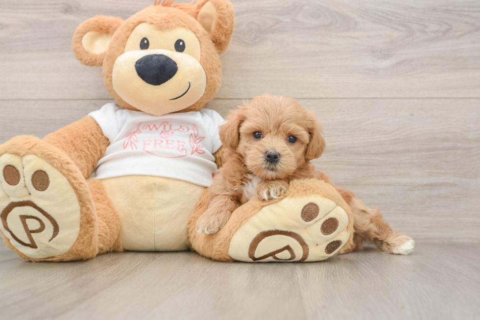 Happy Maltipoo Baby