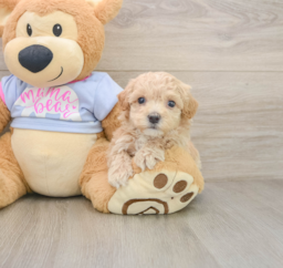 6 week old Maltipoo Puppy For Sale - Seaside Pups