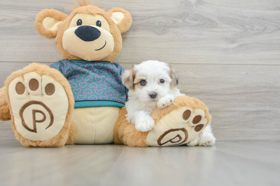 8 week old Maltipoo Puppy For Sale - Seaside Pups