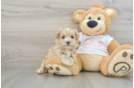 Little Maltepoo Poodle Mix Puppy