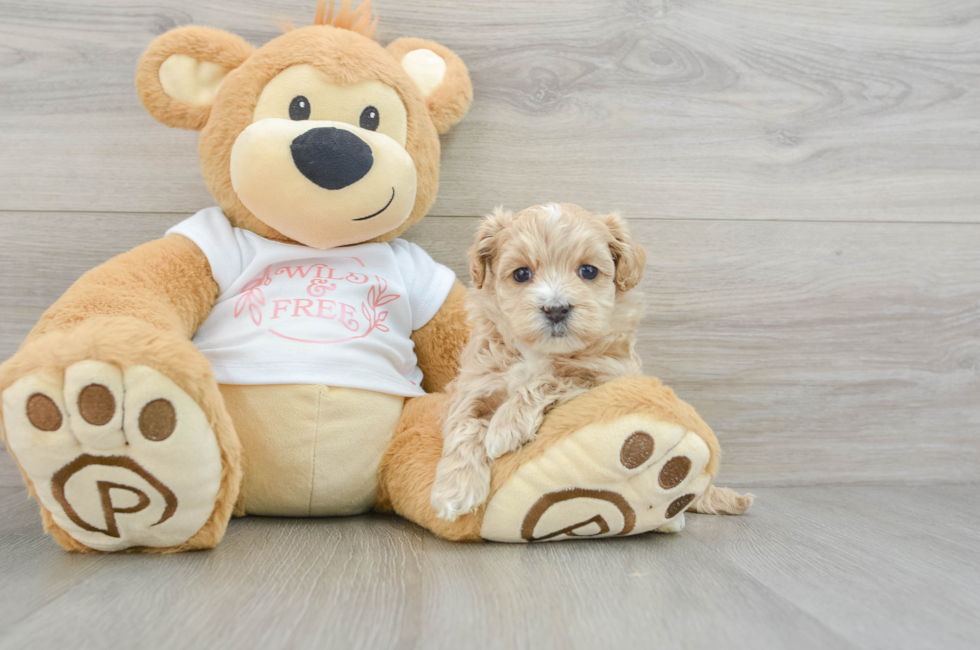 6 week old Maltipoo Puppy For Sale - Seaside Pups