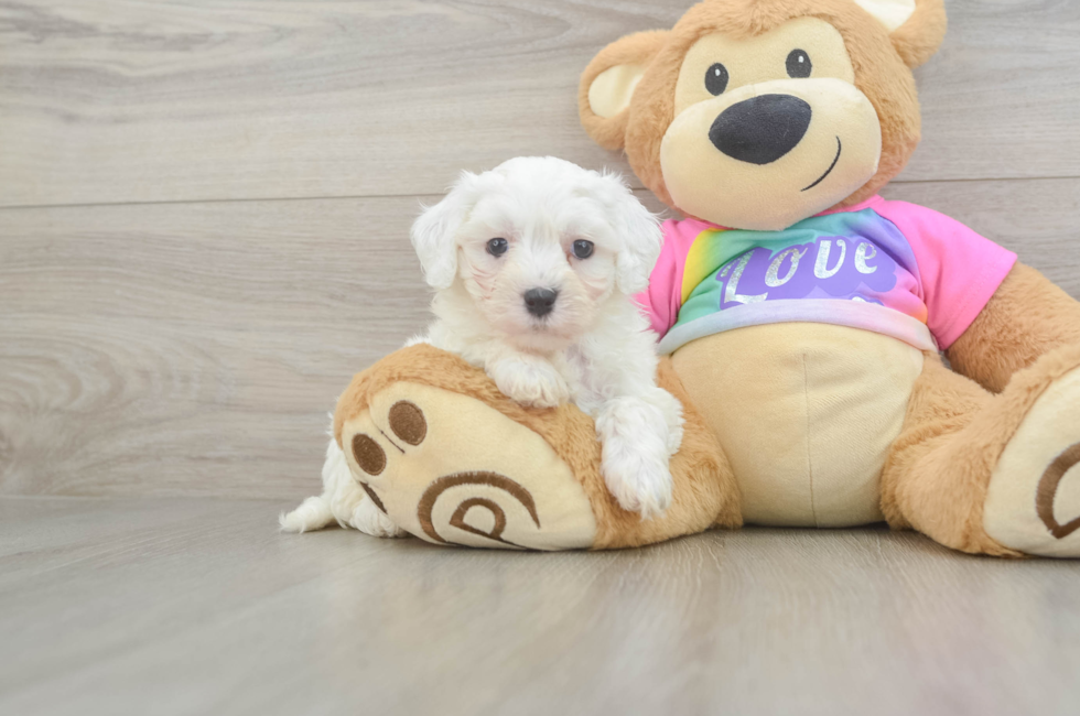 6 week old Maltipoo Puppy For Sale - Seaside Pups