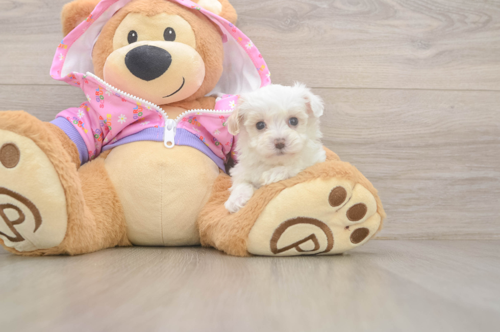 6 week old Maltipoo Puppy For Sale - Seaside Pups