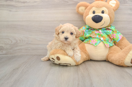Friendly Maltipoo Baby