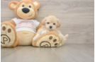 Best Maltipoo Baby
